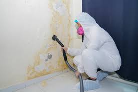 Best Basement Mold Removal  in Wesley Chapel, FL